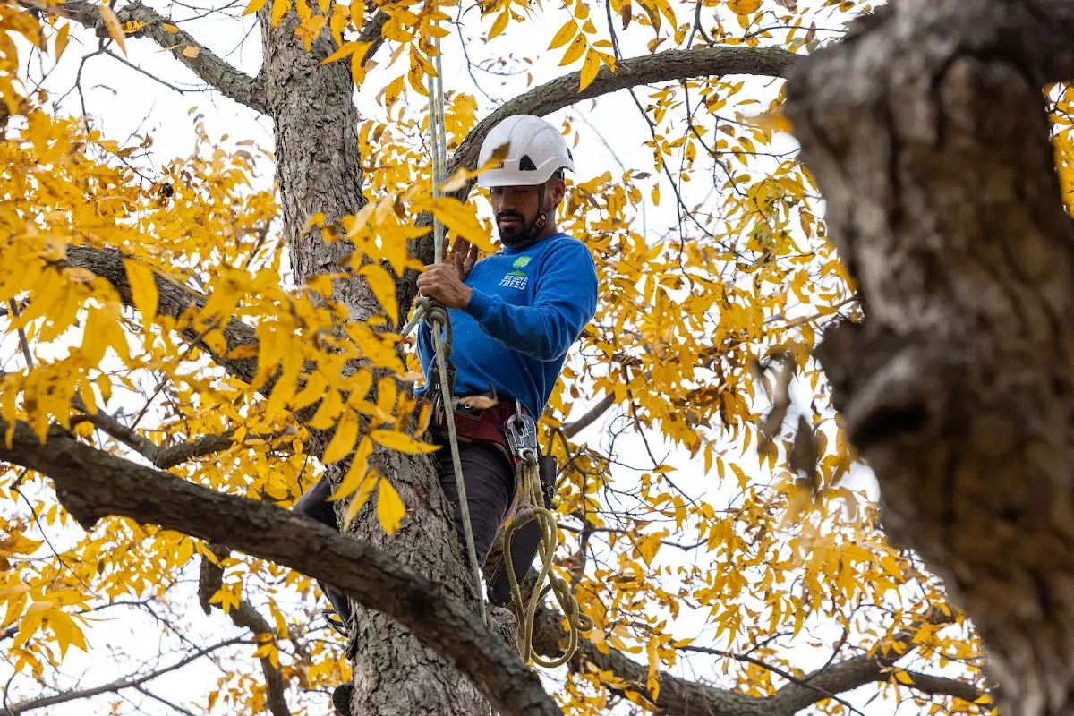 Skilled Tree Planting crew working in Salem