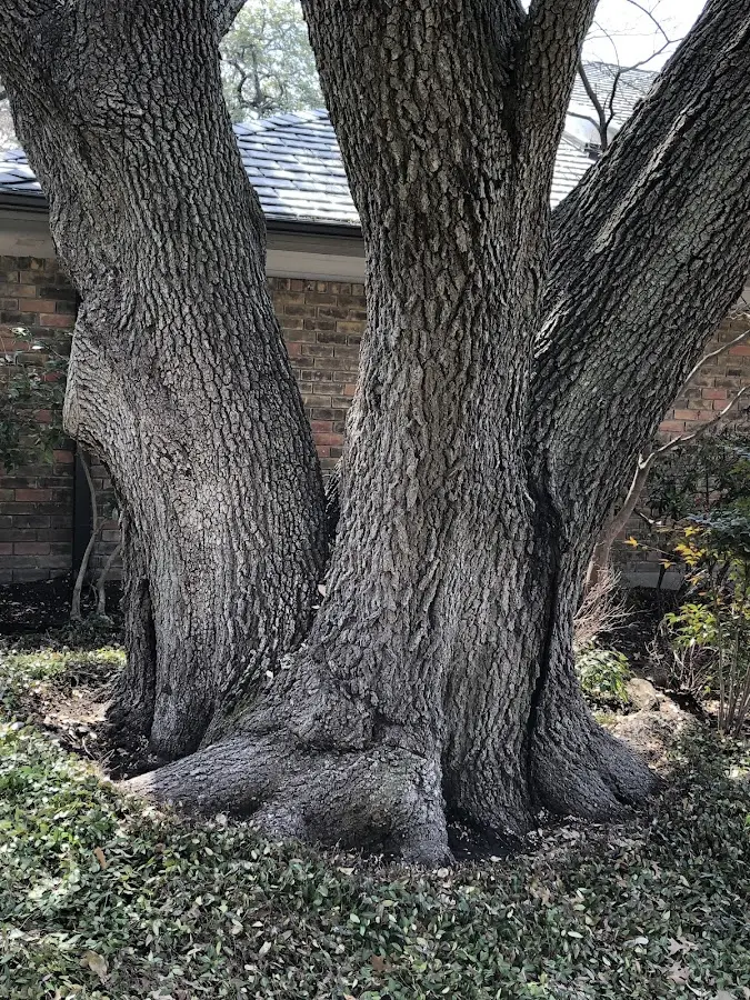 Mature heritage tree close to a Salem property cared for by certified arborists